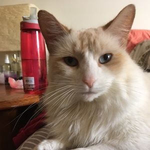 Meet your Posher, Clara